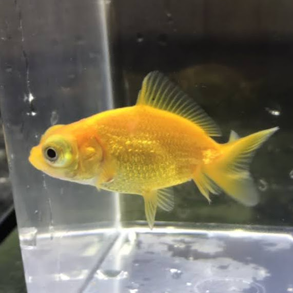 ご確認ください 観賞魚の通信販売 川村淡水魚販売 ご確認ください 観賞魚の通信販売 川村淡水魚販売