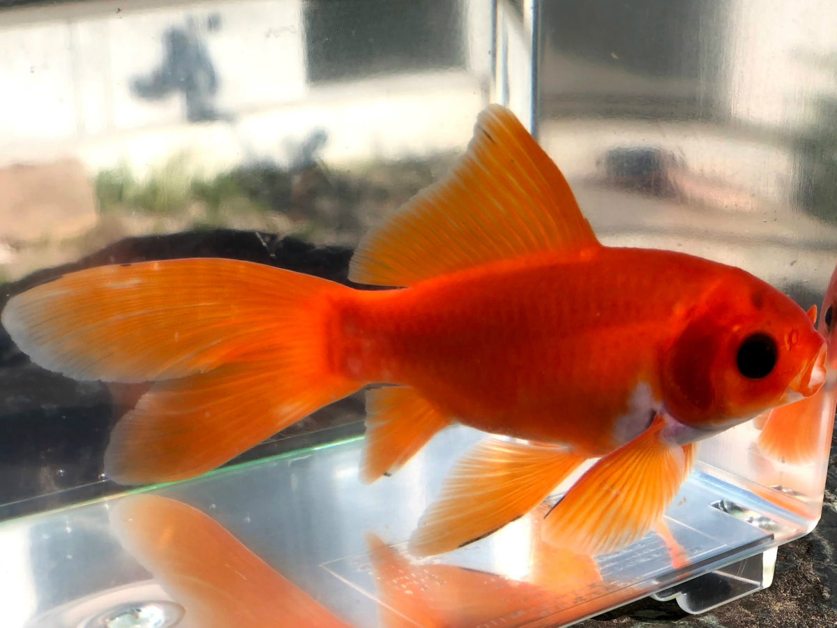 Blog 新着情報 観賞魚の通信販売 川村淡水魚販売 Blog 新着情報 観賞魚の通信販売 川村淡水魚販売