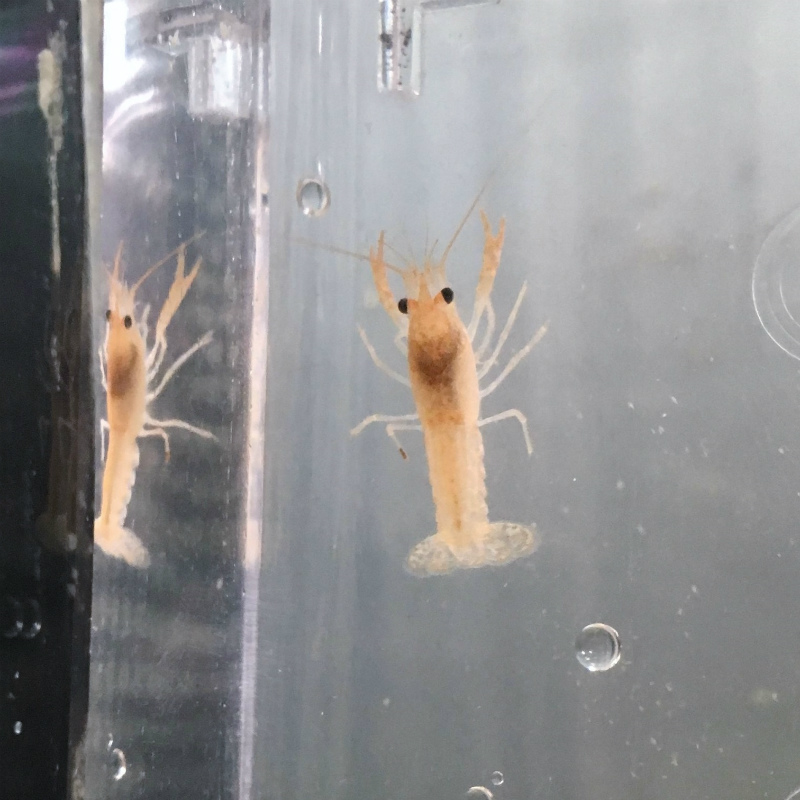 甲殻類 ザリガニ オレンジザリガニ 1匹 保証対象外商品 観賞魚の通信販売 川村淡水魚販売