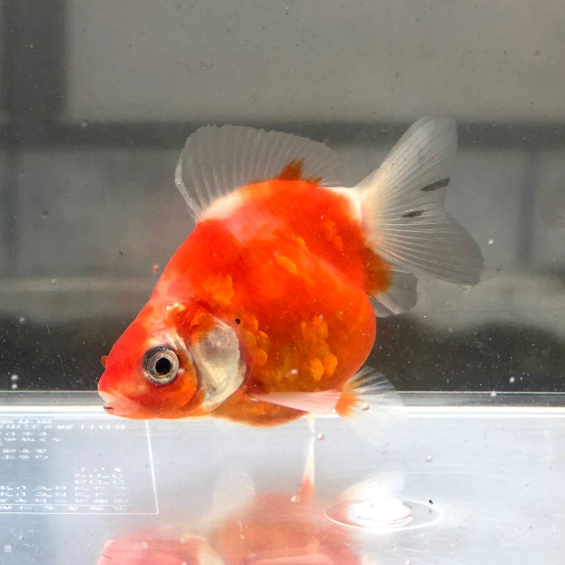 ご確認ください 観賞魚の通信販売 川村淡水魚販売