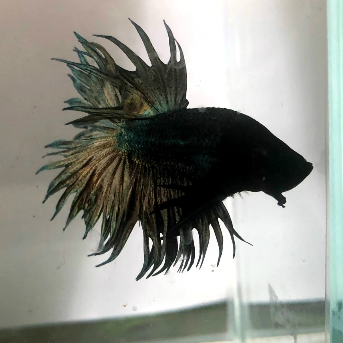 熱帯魚 ベタ クラウンテール ブラックオーキッド オス 1匹 生体