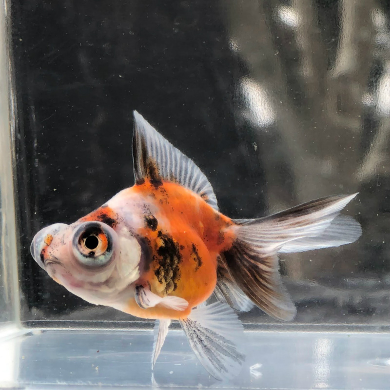 ご確認ください 観賞魚の通信販売 川村淡水魚販売