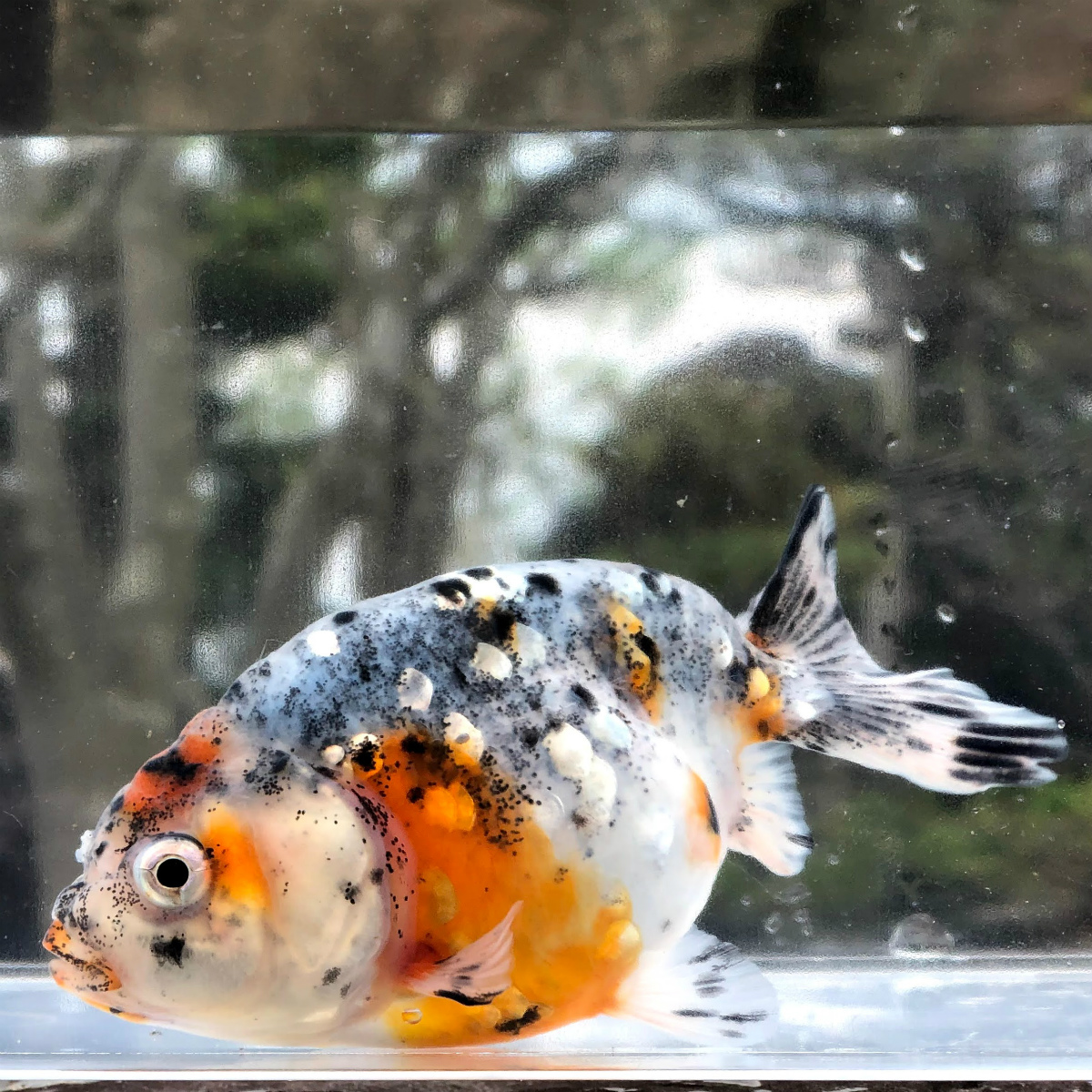 ご確認ください 観賞魚の通信販売 川村淡水魚販売 ご確認ください 観賞魚の通信販売 川村淡水魚販売