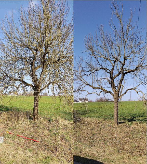 Vor dem Pflegeschnitt (links) und nach dem Pflegeschnitt (rechts)