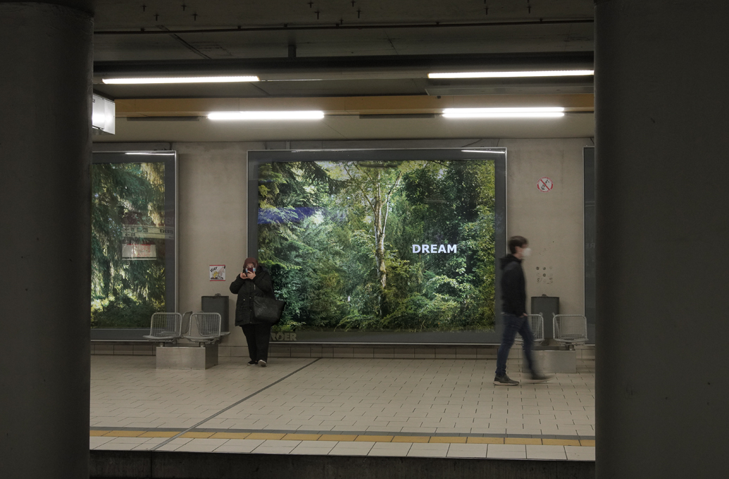 Embassy of Trees: "Forest Dream"  Ellen Bornkessel