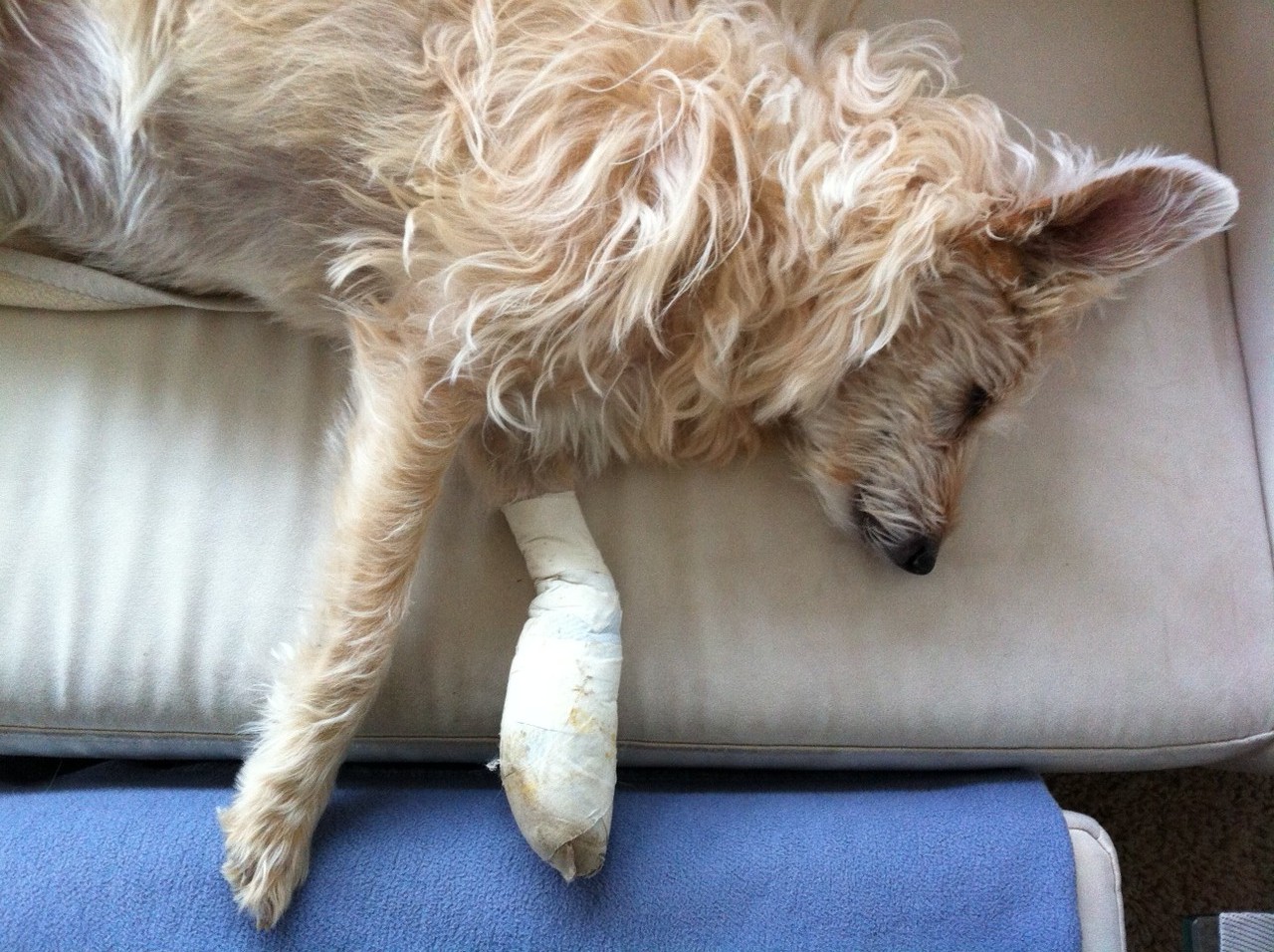 Schmerzen beim Hund Tierphysiotherapie Dagmar Hellmann quadrupedal