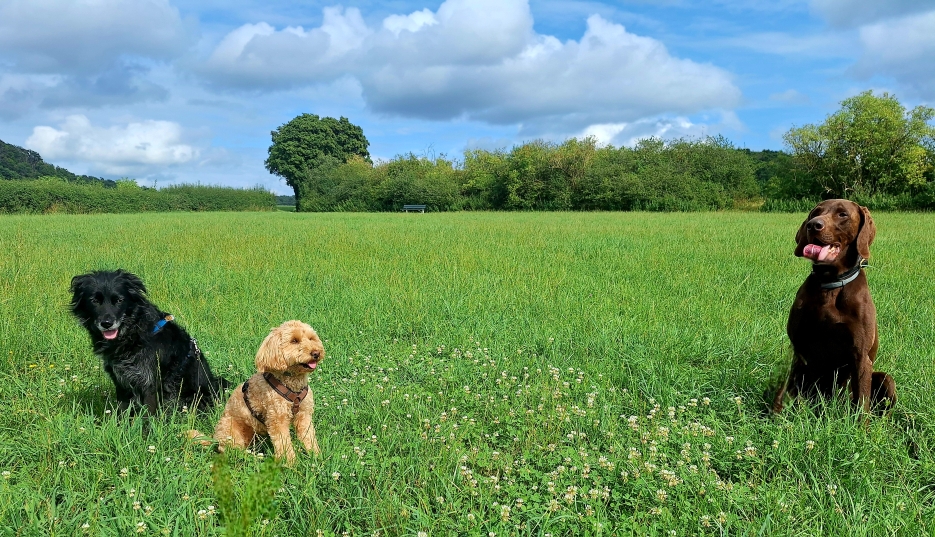Knorke musste wieder 3 Tage Hunde sitten 