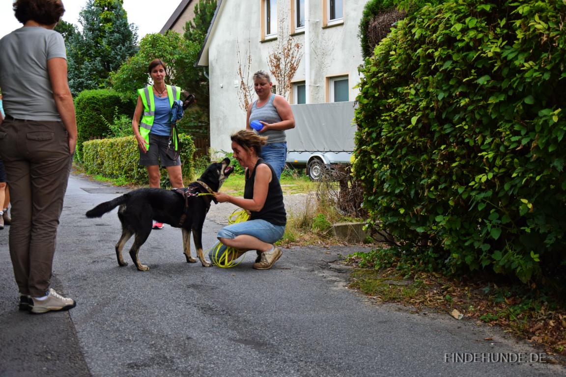 Ein Lob von Frauchen ist so wichtig!