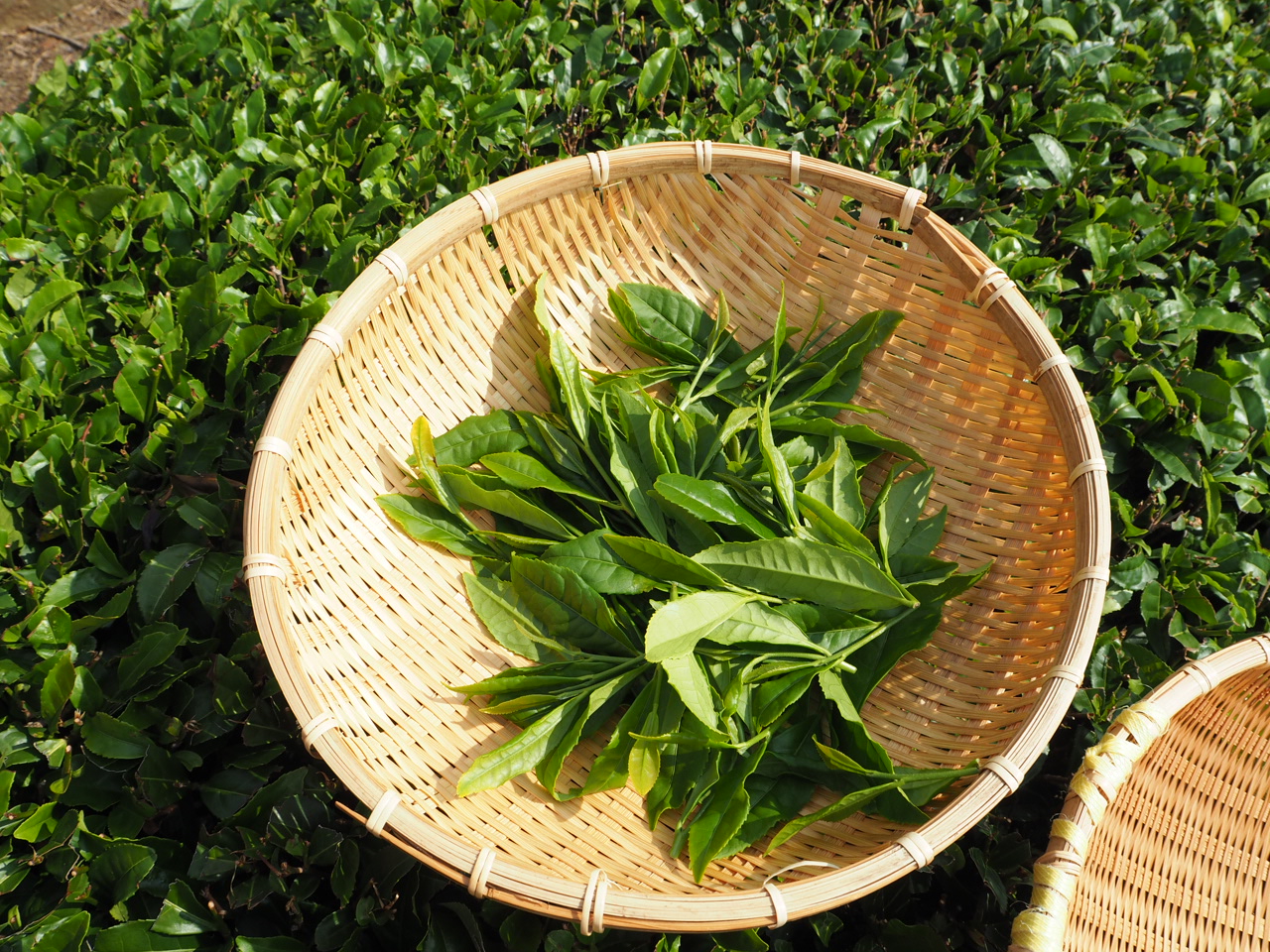 お茶の種類 六車農園 Muguruma Nouen お茶の種類 六車農園 Muguruma Nouen