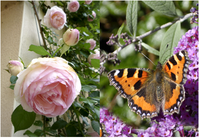 Zu den Sommergarten Impressionen