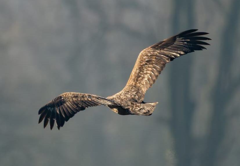 Seeadler Sichtung in Marl