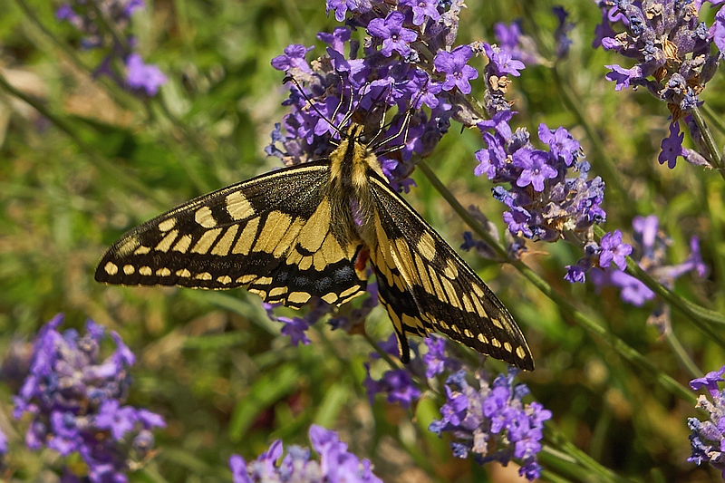 ein selterner Schmetterling: der Schwalbenschwanz
