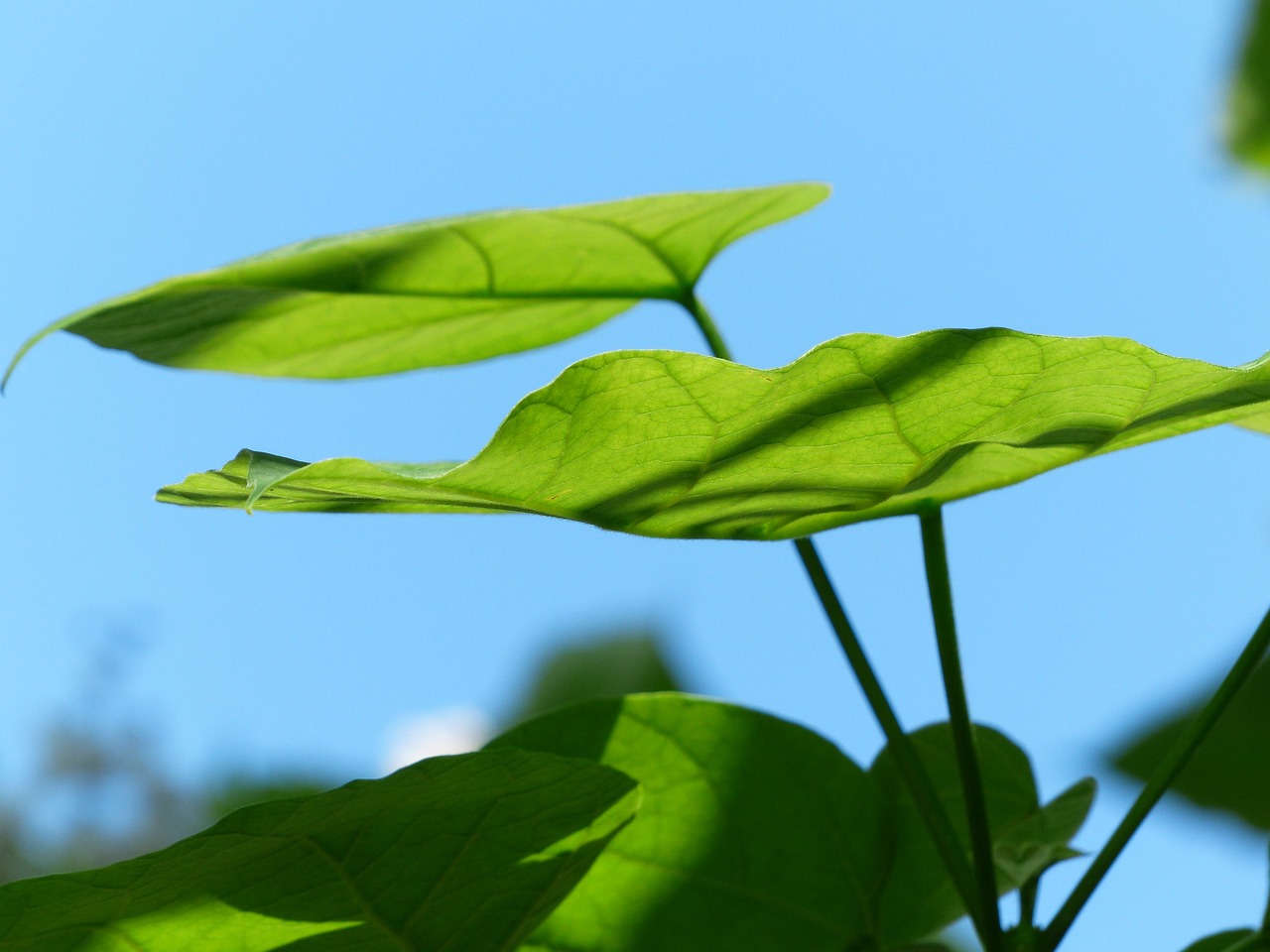 Oxygen-producing trees? That is fresh !