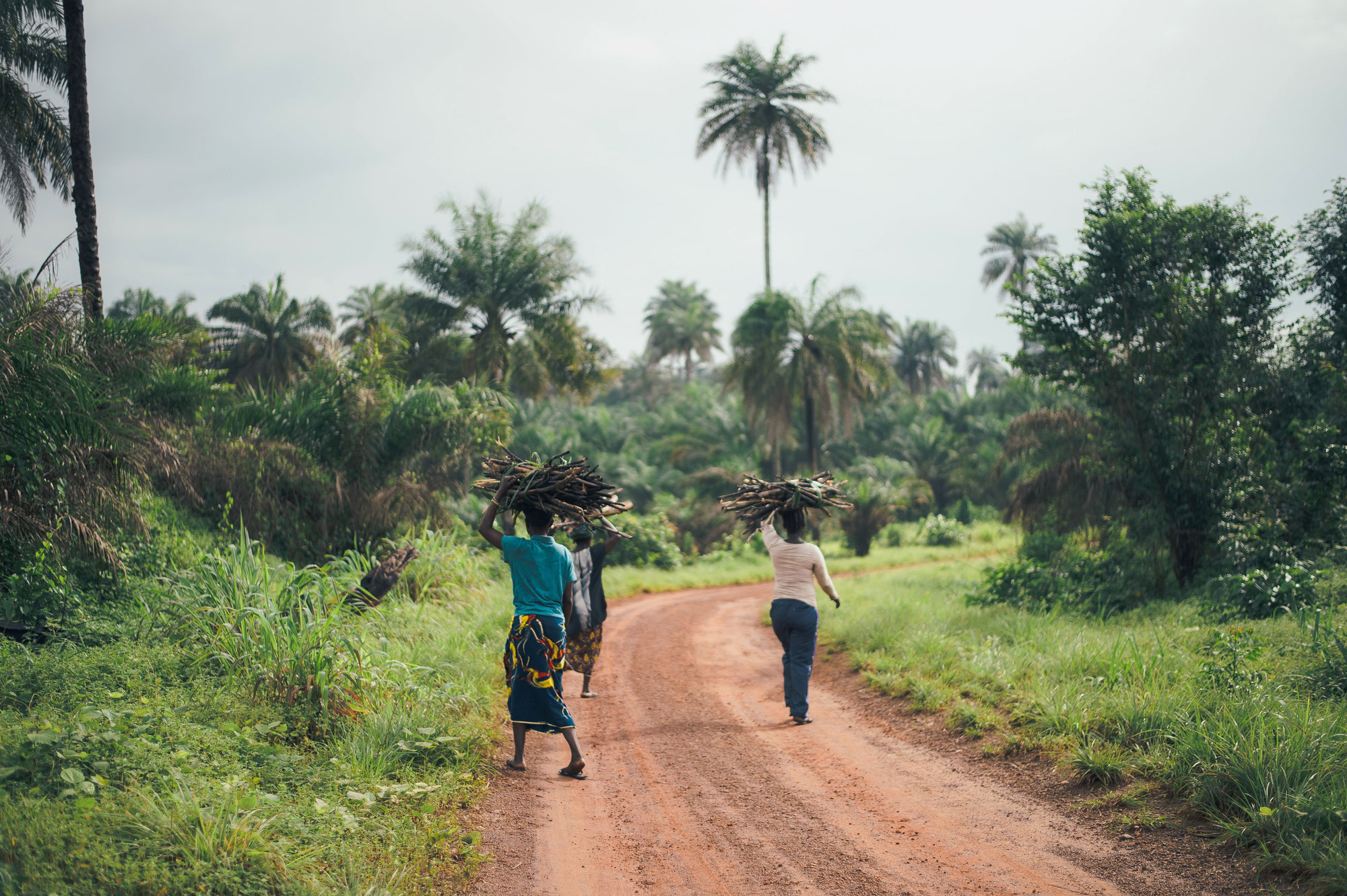 Causes de la déforestation africaine : des raisons socio-économiques