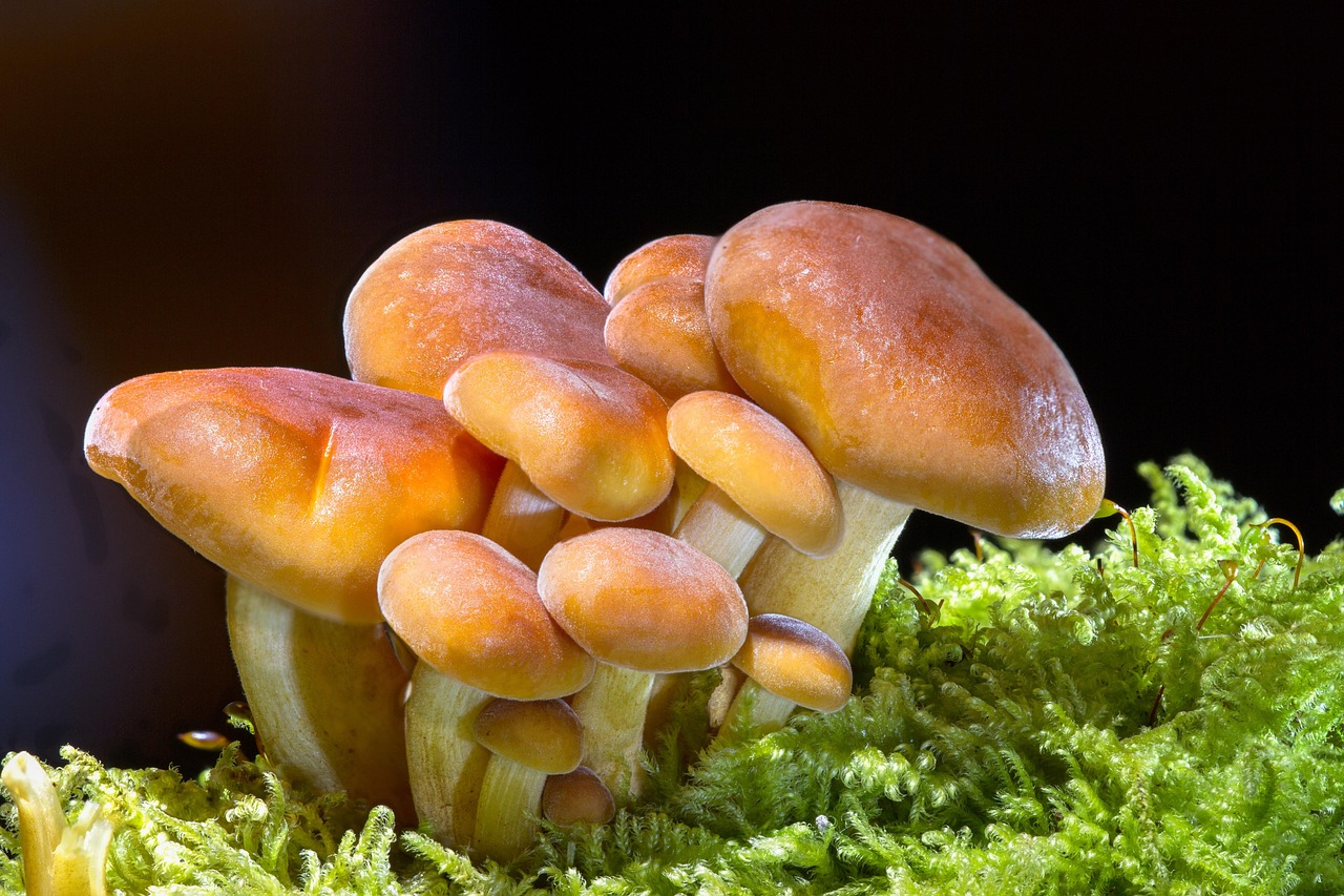 Le monde souterrain des champignons : la coopération, plus que la compétition