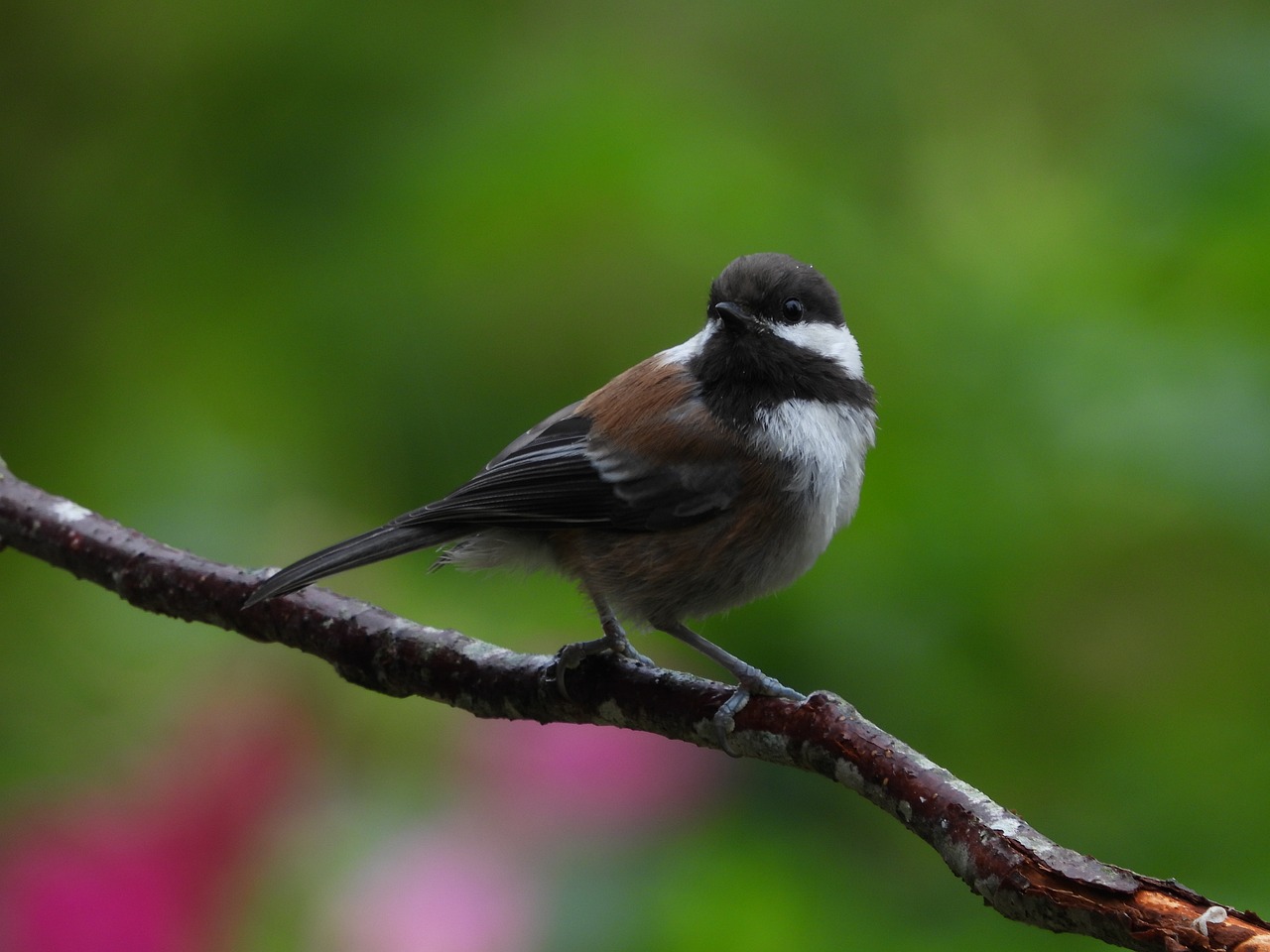 Mésange sur une branche de châtaignier