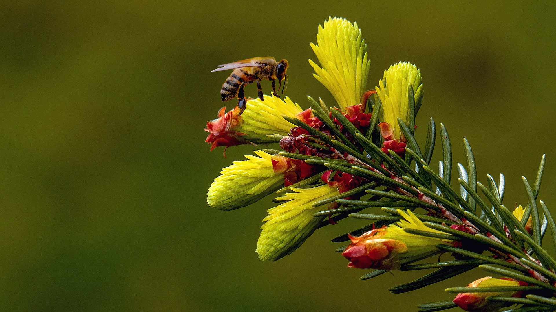 Journée internationale de la biodiversité 2022