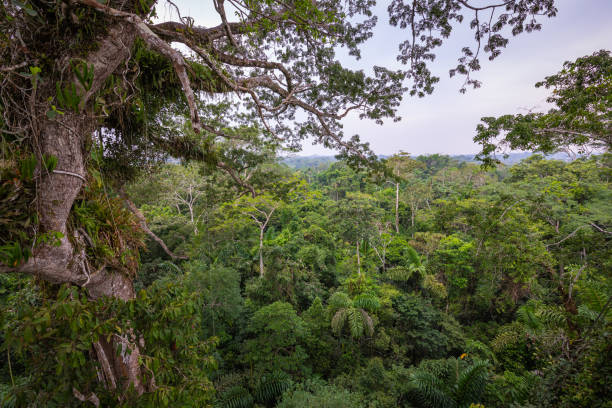 Écouter nos forêts #1 : Des plantes sans photosynthèse en Amazonie