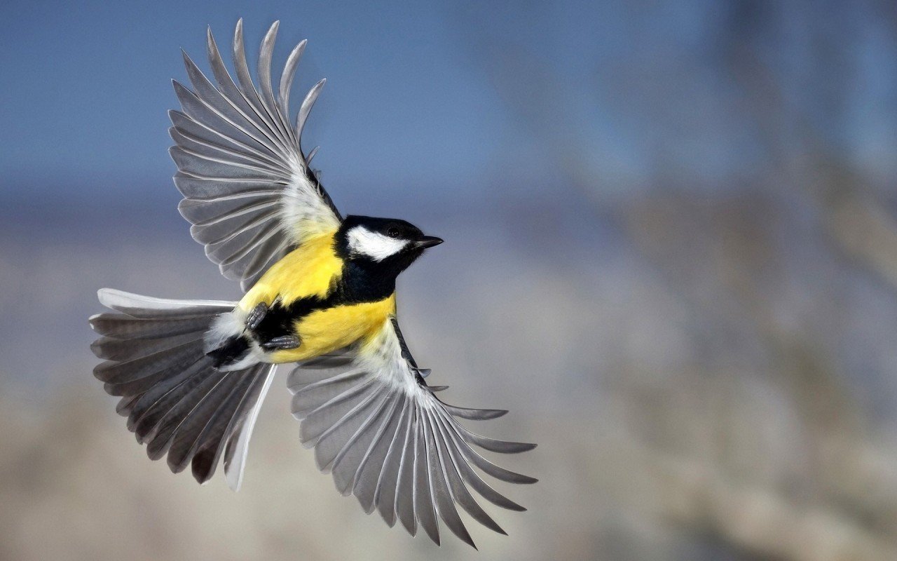 Mésange charbonnière