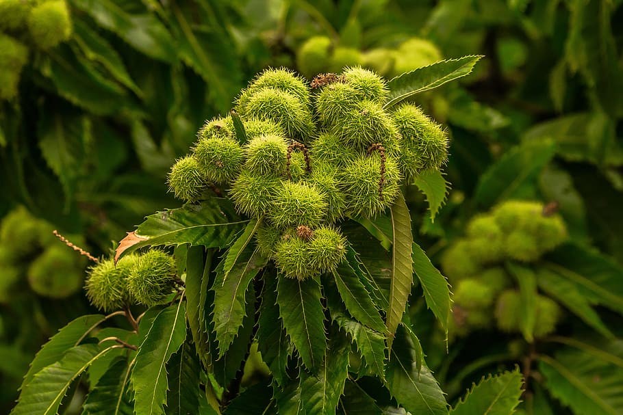 Des fruits en abondance