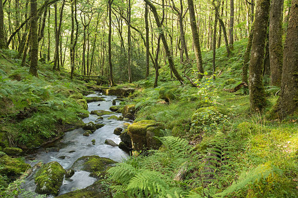Écouter nos forêts #2 : Des plantes sans photosynthèse en Europe