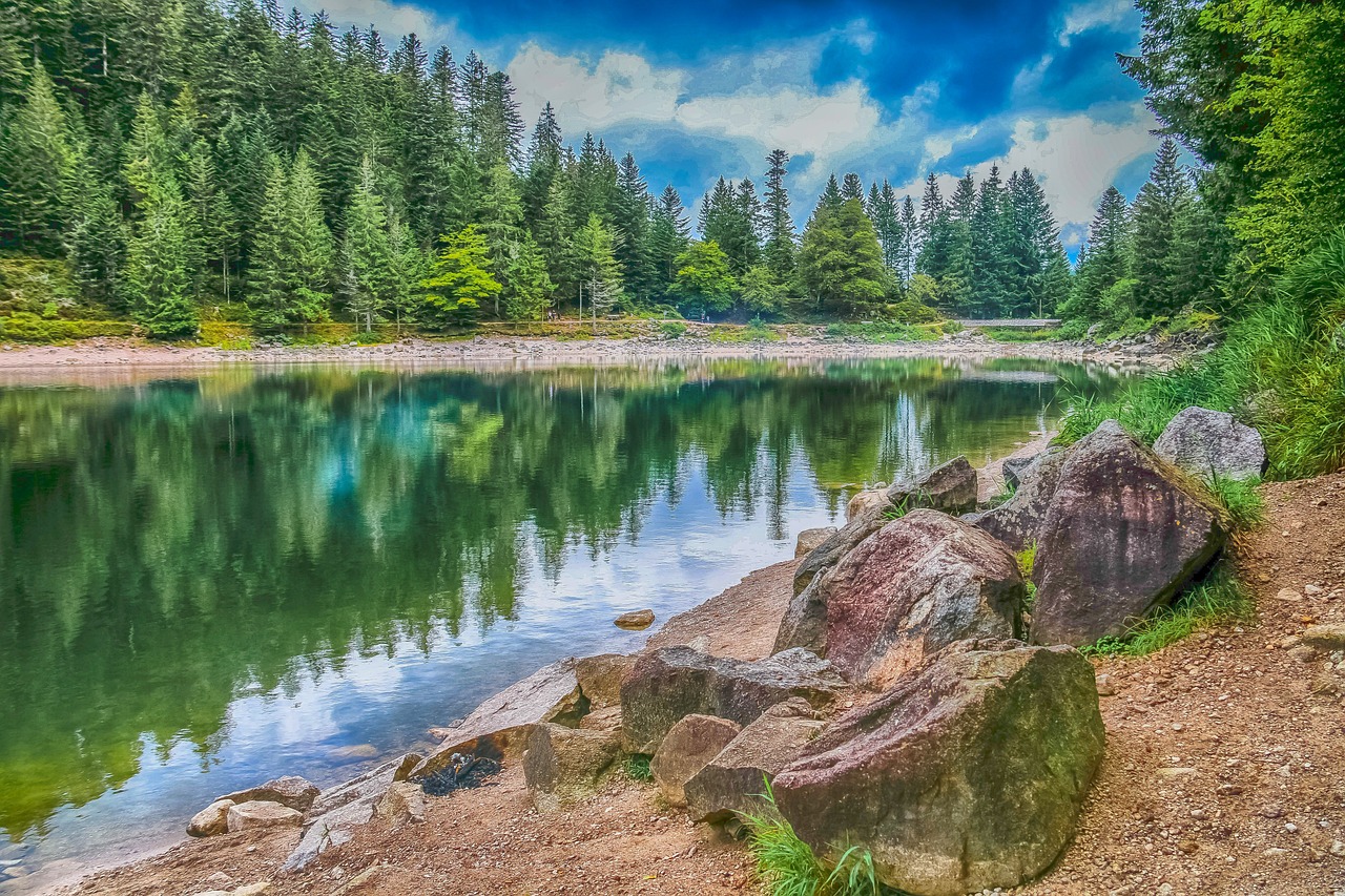 Comment les arbres favorisent-ils la biodiversité ? Partie 2