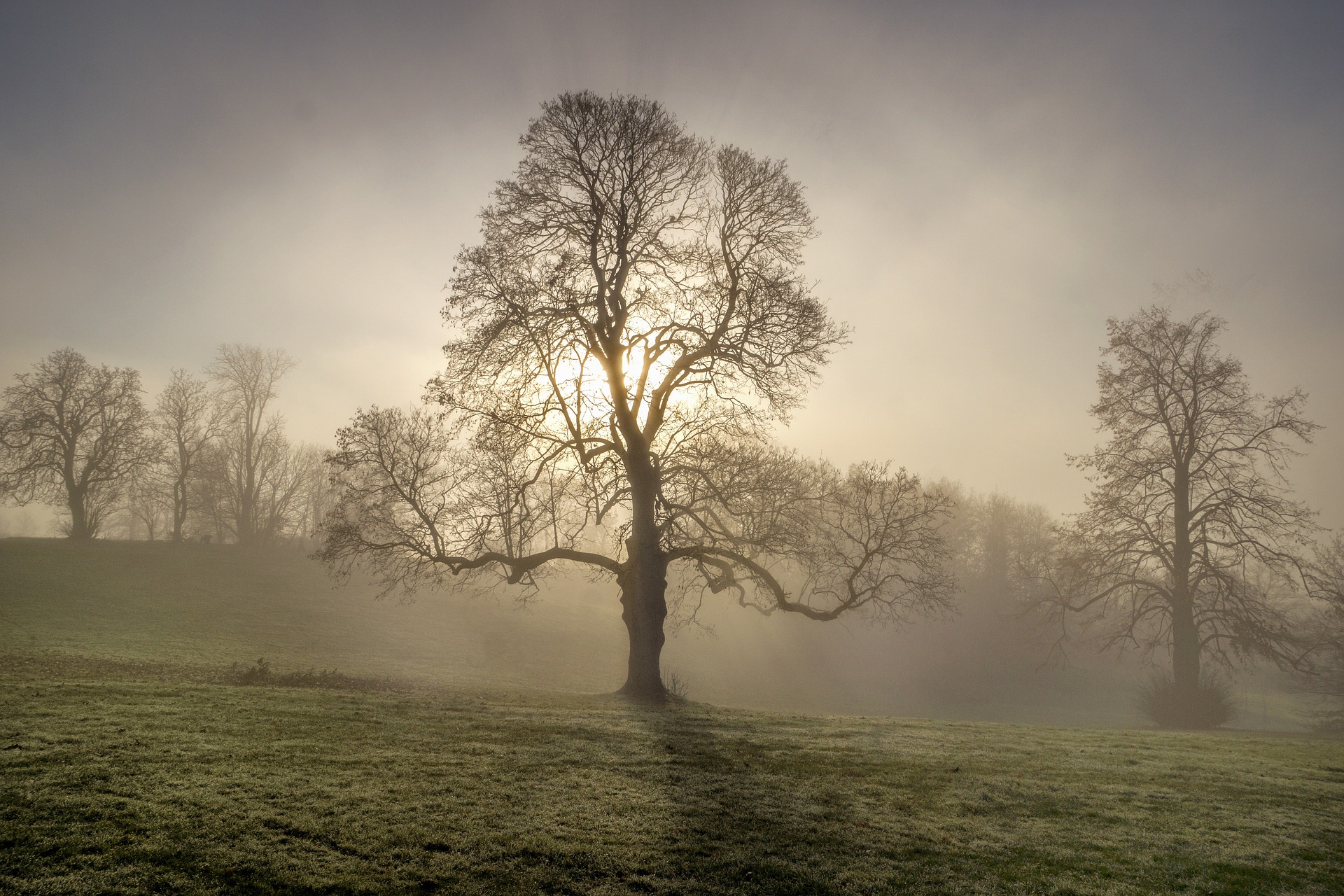 The role of the tree