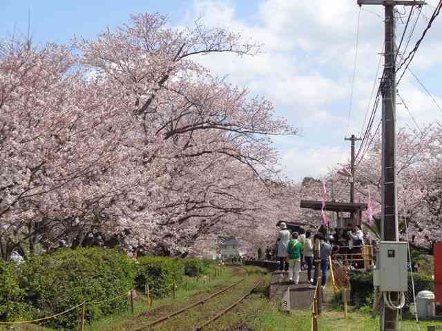 19浦ノ崎駅桜レポート トップページ