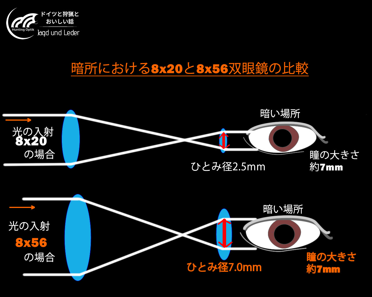 狩猟用の双眼鏡といえば8x56。ハチゴーロクと呼びます。