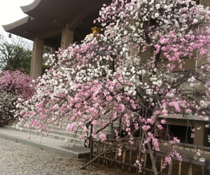 永代供養墓_本堂と梅-東京 小日向 本法寺-東京都文京区のお墓 永代供養墓 法要-