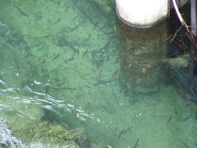 PESCA ALLA TROTA. Qui trote sotto il ponte di Morca - Varallo