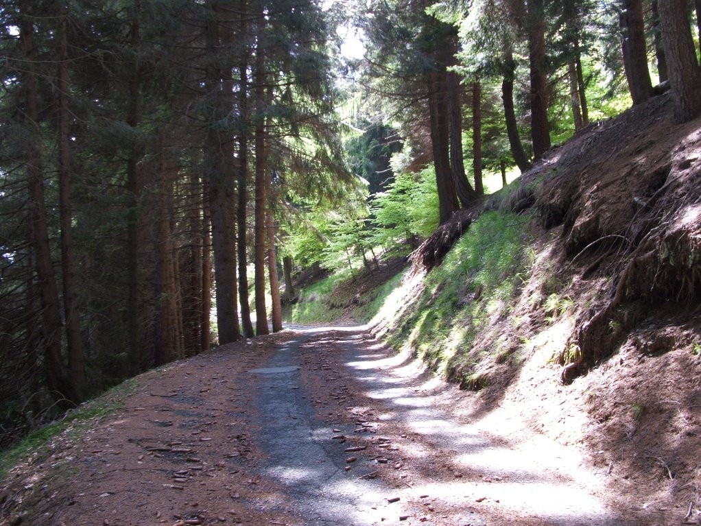 STRADA PER L'ALPE SACCHI - MT. 1261 - A POCHI KM. DA VARALLO - Agosto 2006