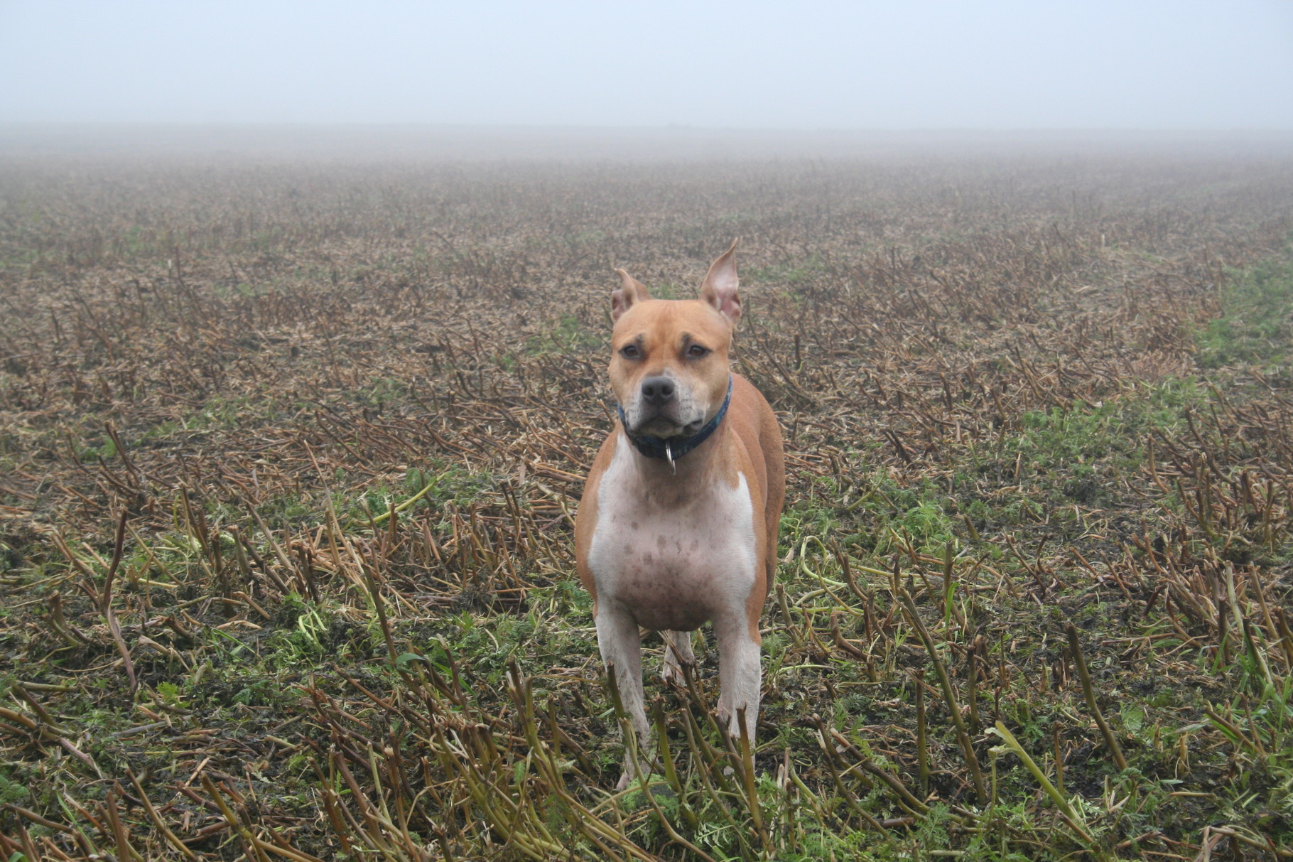 Maskottchen Bonita