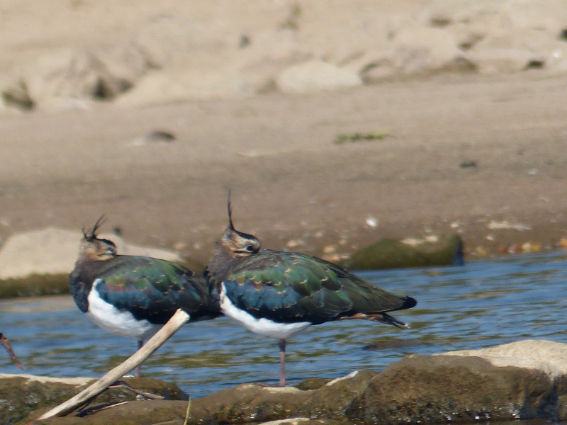 Kiebitz (Vanellus vanellus)