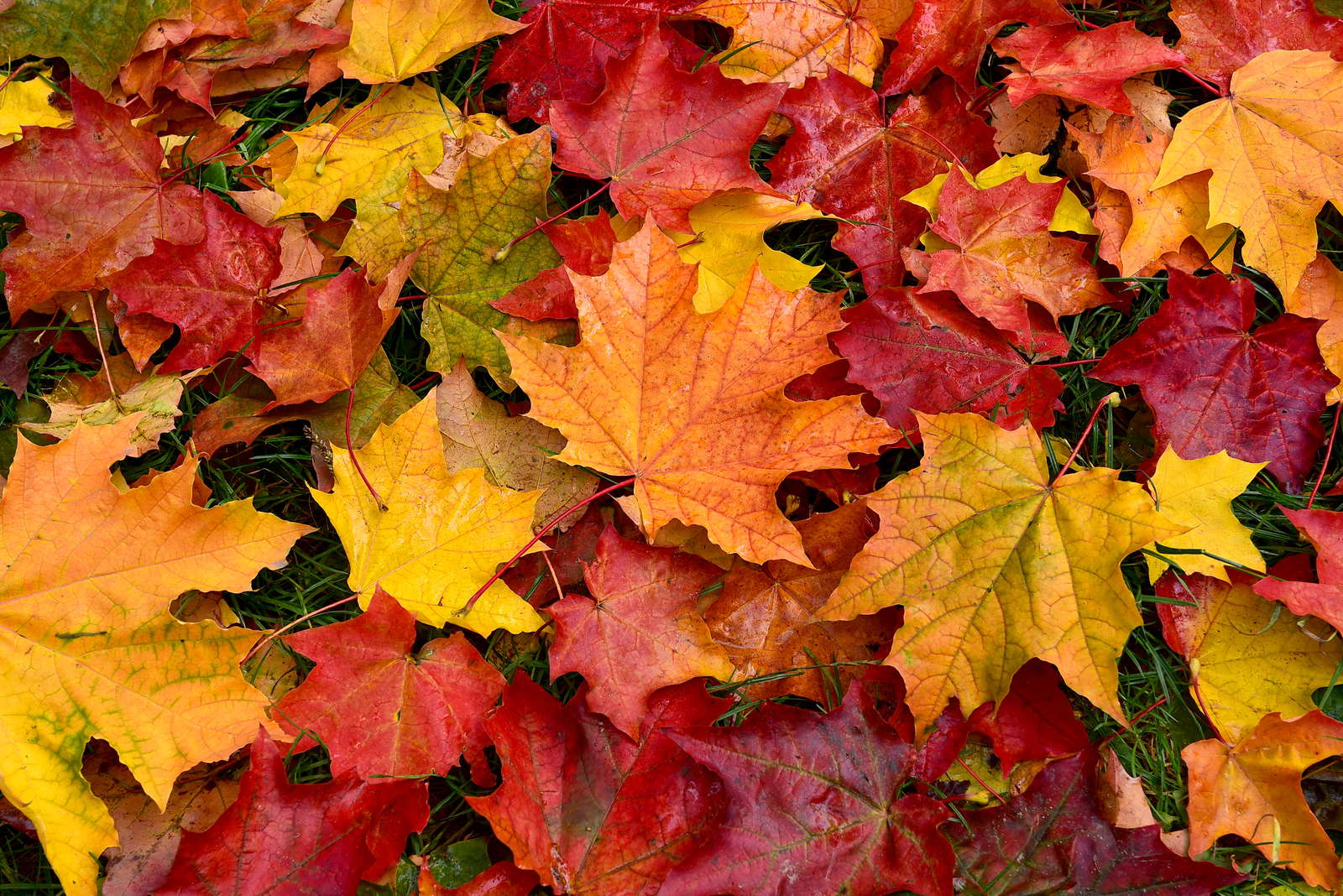 Herbstlaub-Aktion auf Hochsaison