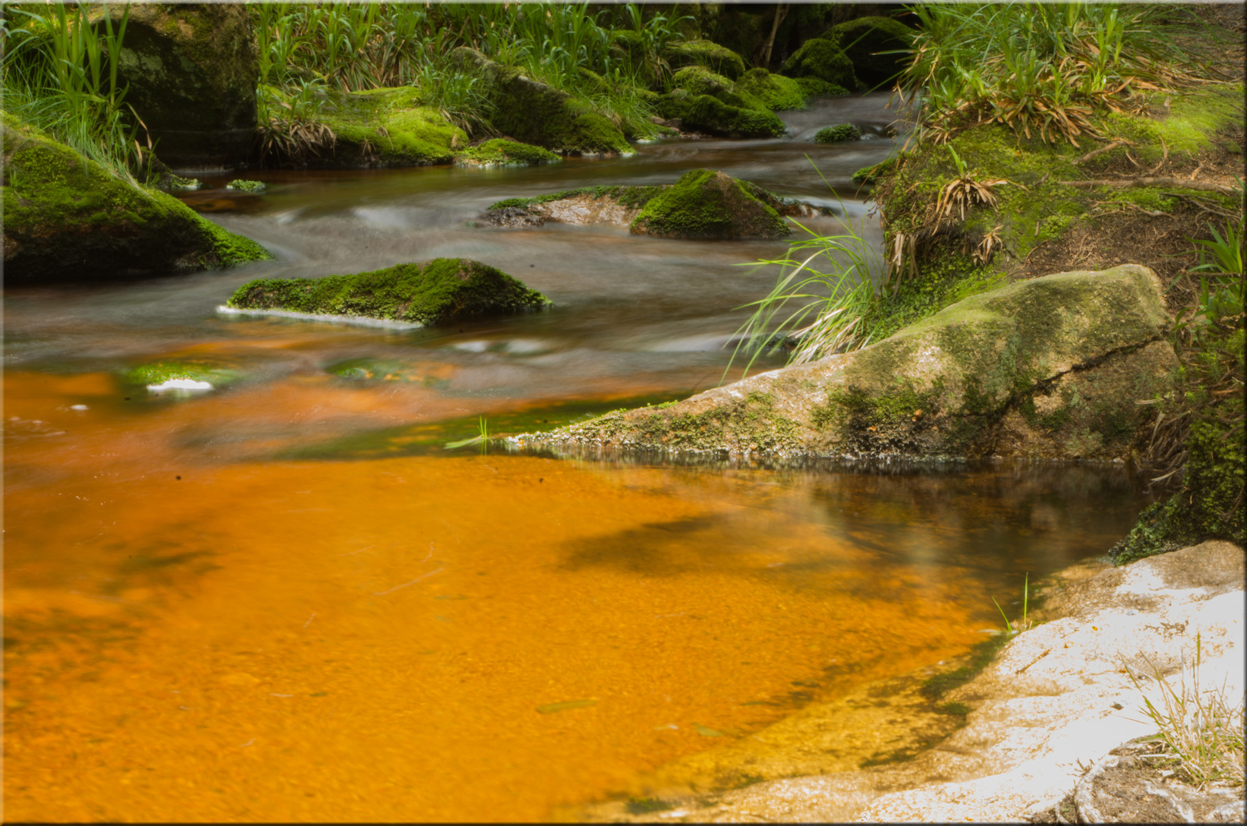 bronzefarbenes Moorwasser am Oderteich