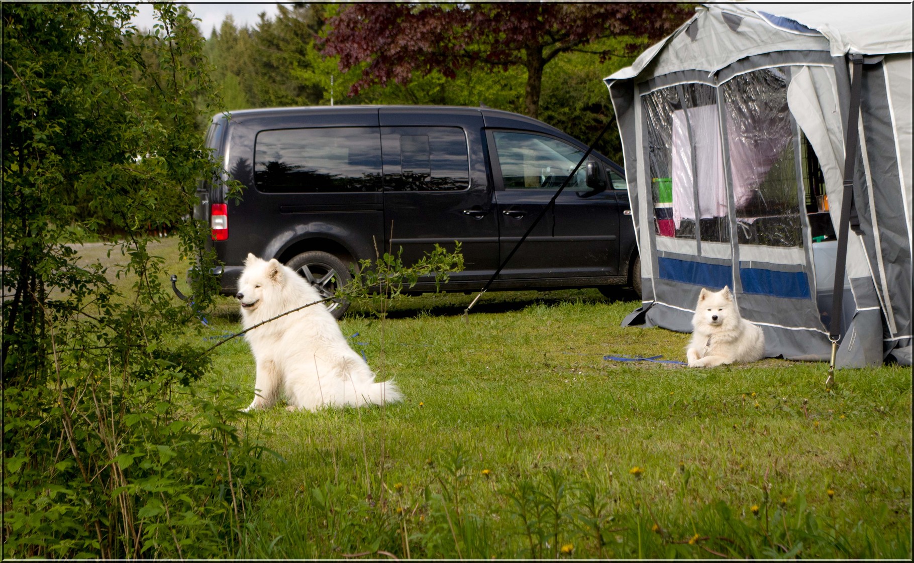 Camping mit 3 Samojeden.....