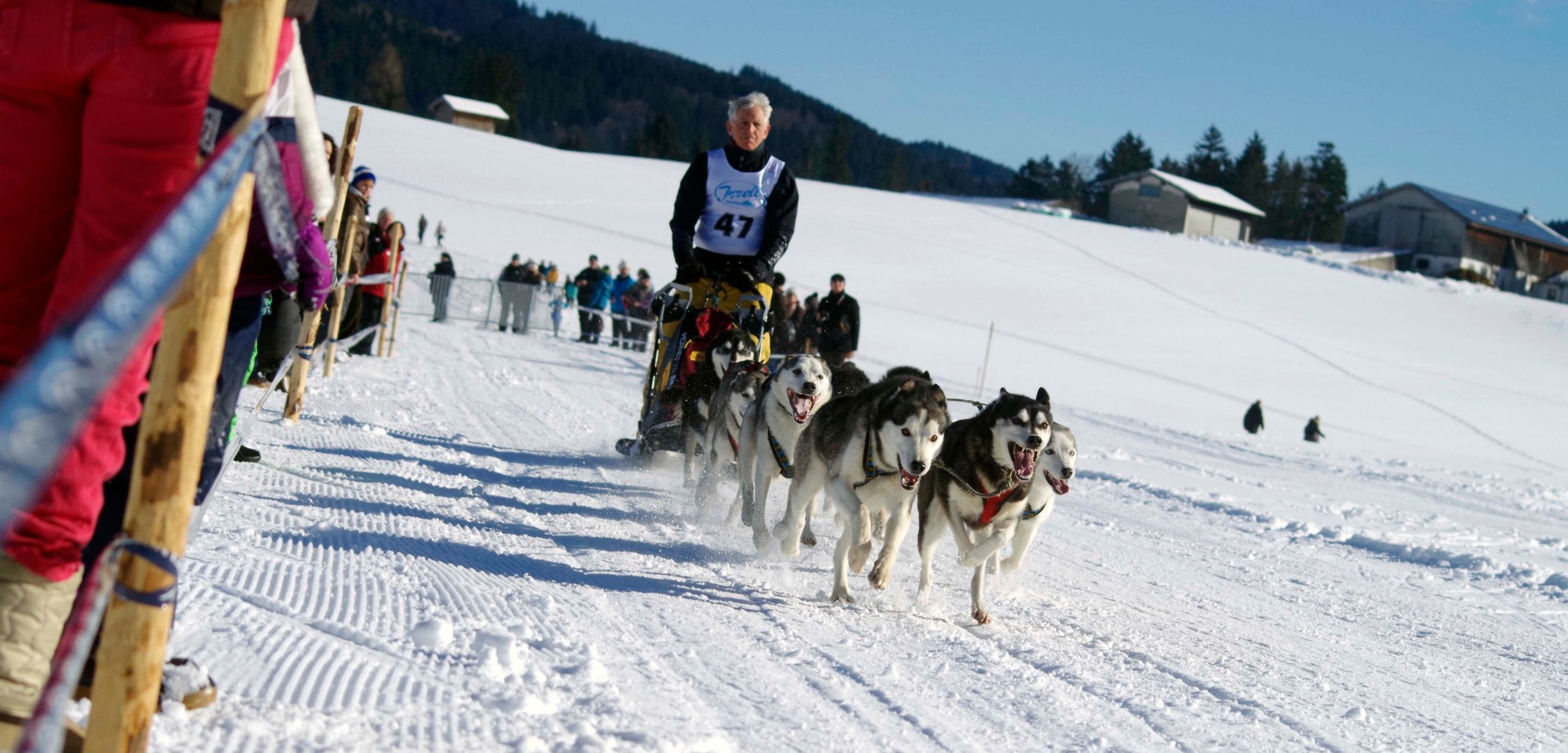 Schlittenhunderennen Inzell 2014