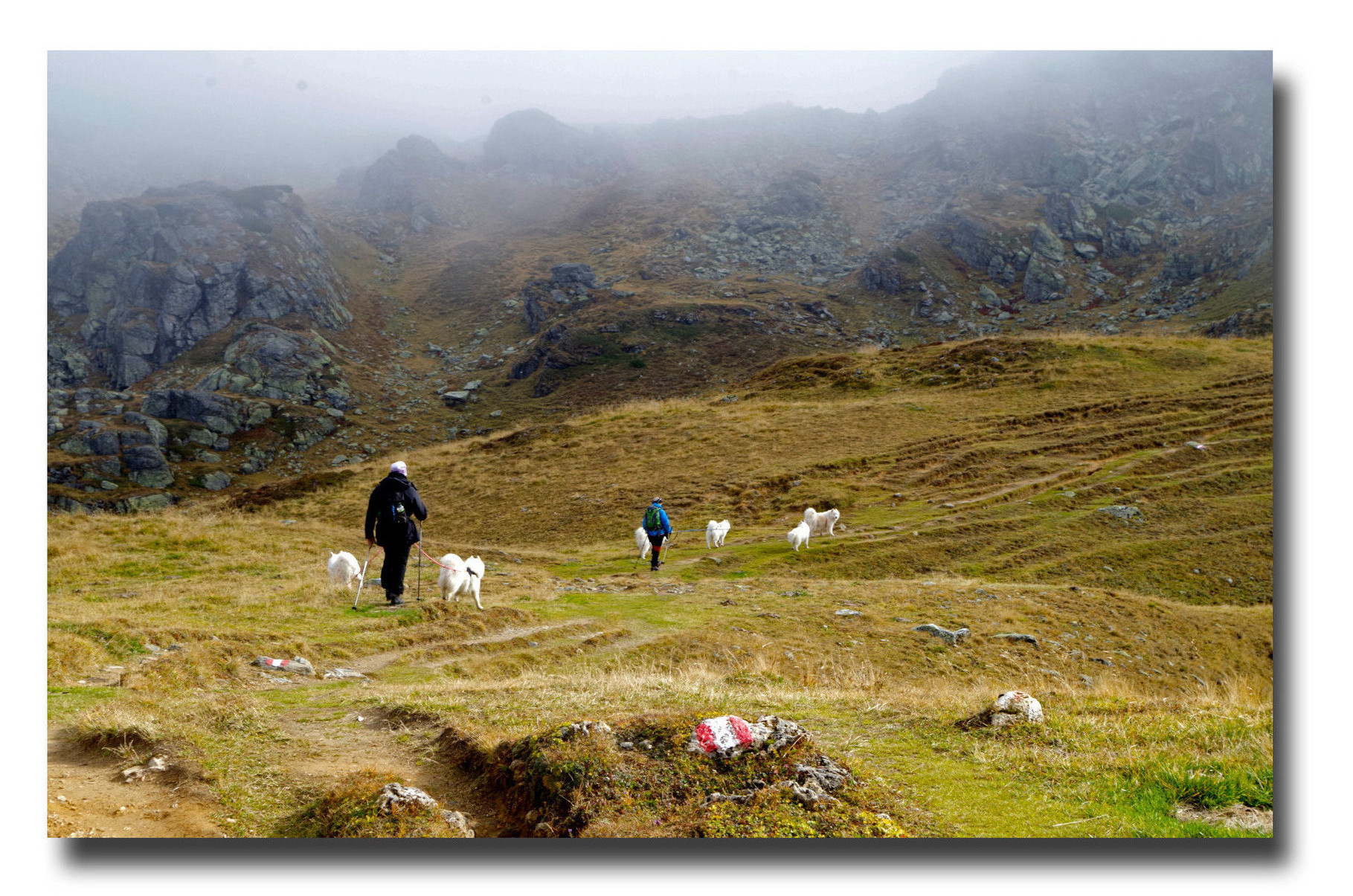 Mit Heidrun und ihren Samojeden unterwegs in den Obertauern