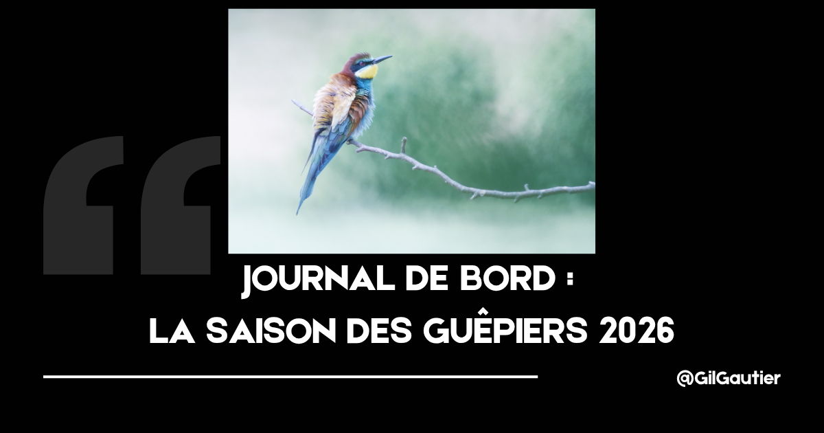 JOURNAL DE BORD: La saison des Guêpiers 2026
