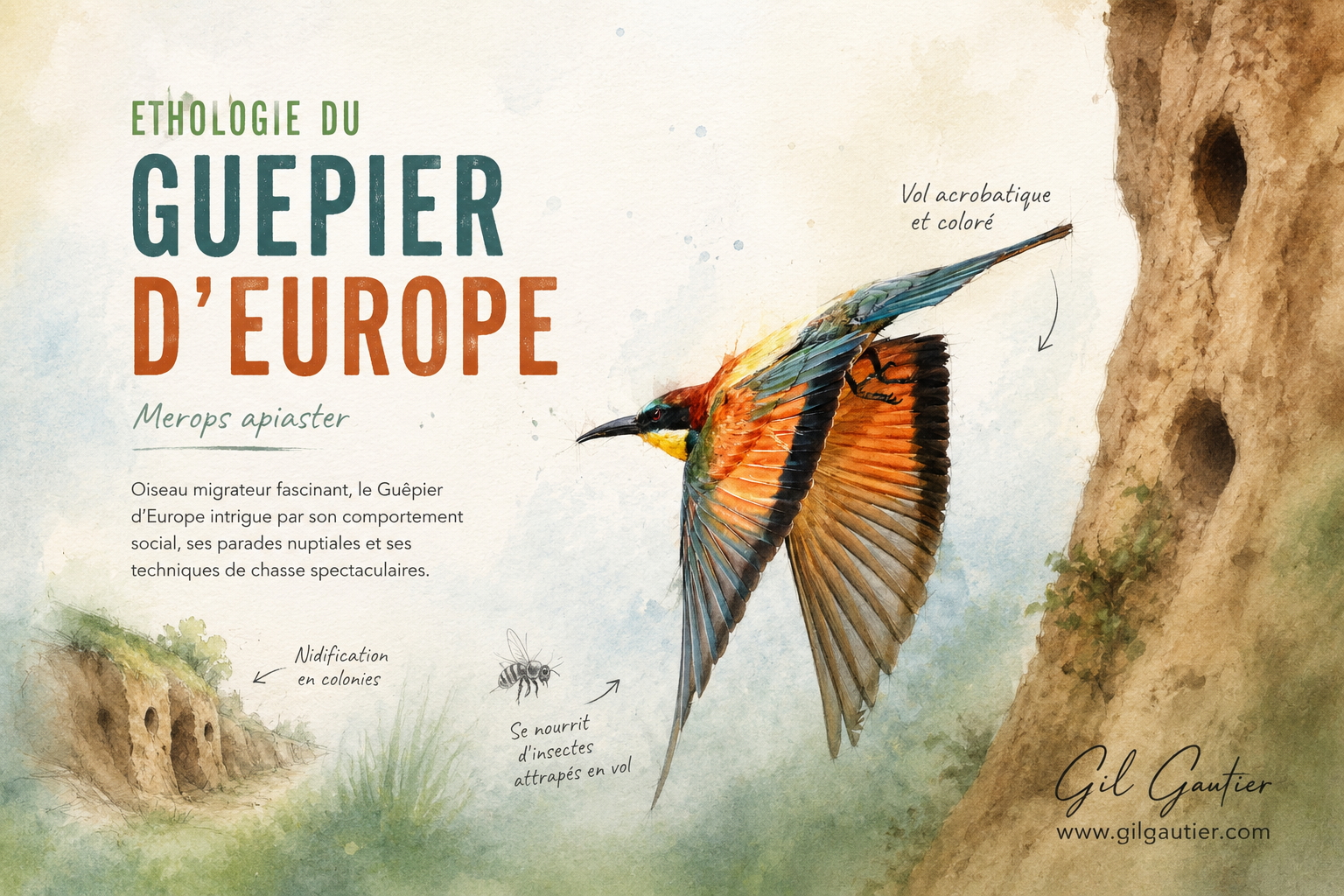 ETHOLOGIE DU GUEPIER D'EUROPE