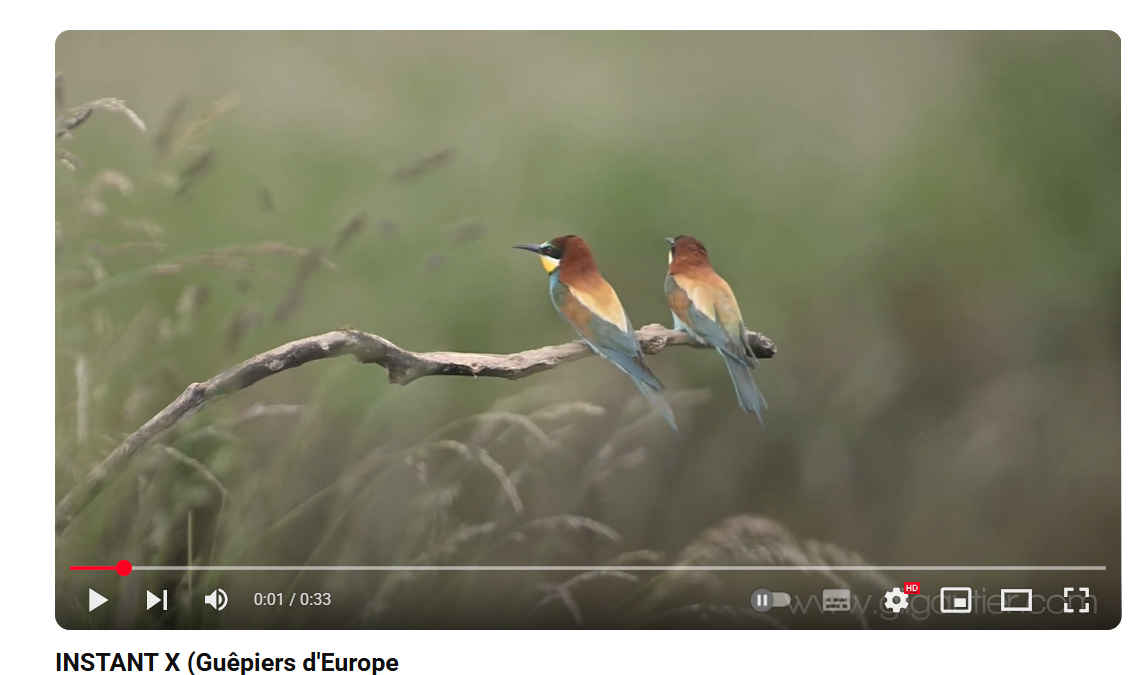 GUEPIERS 2025 (VIDEOS)