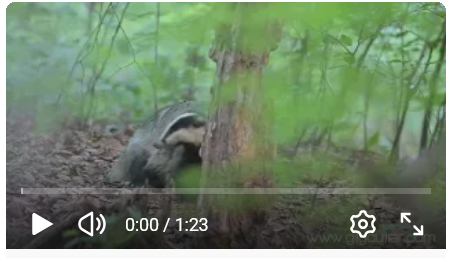 VIDEO: ACCOUPLEMENT BLAIREAUX