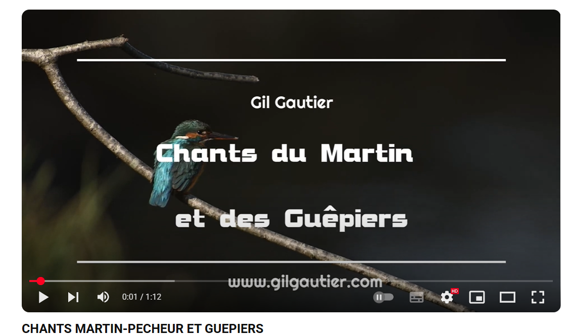 CHANTS MARTIN PECHEUR ET GUEPIER