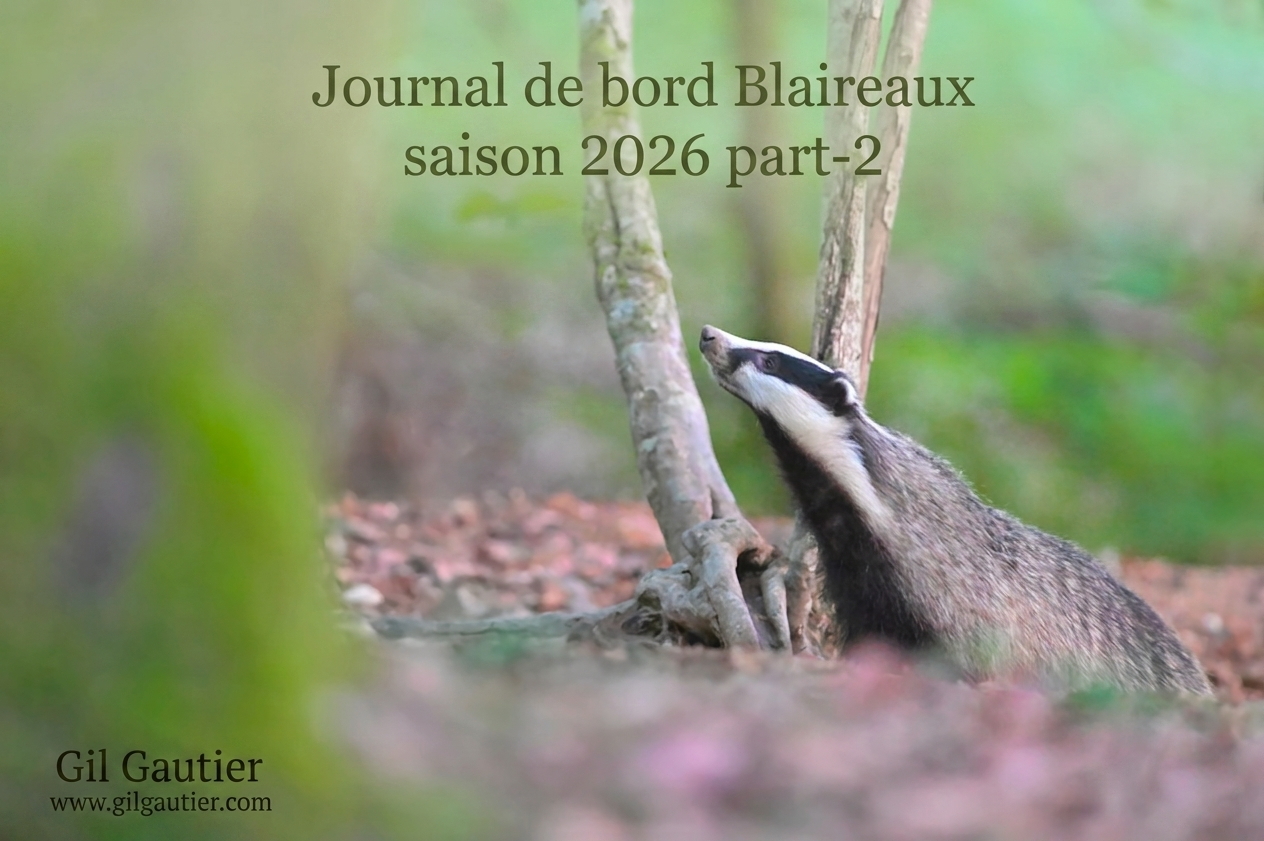 JOURNAL DE BORD : saison Blaireaux 2026 (PART 2 )