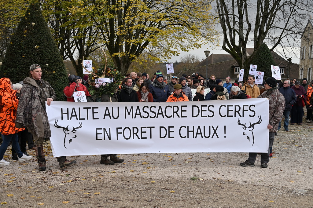 MANIFESTATION CONTRE L'ERADICATION DU CERF DE LA FORET DE CHAUX (39)