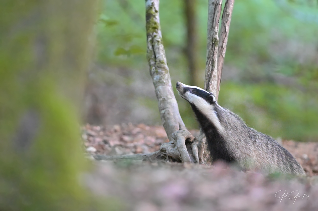 PHOTOGRAPHIER LE BLAIREAUX EUROPEEN (1ere partie)