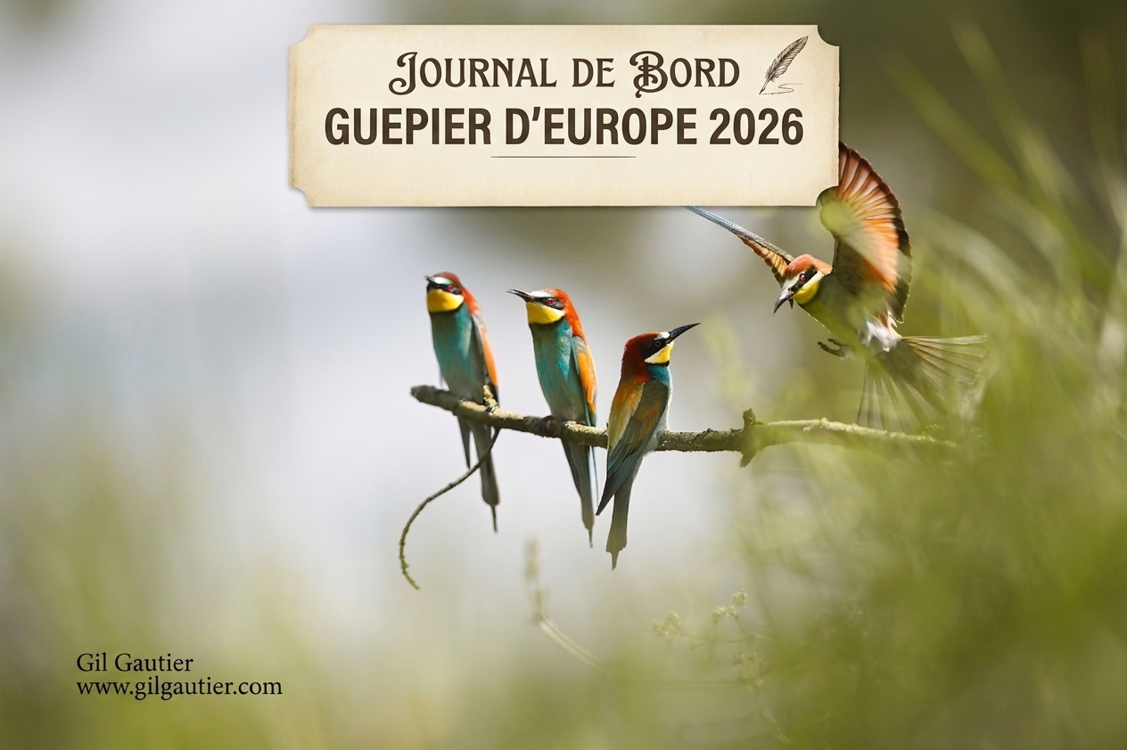 JOURNAL DE BORD: La saison des Guêpiers 2026