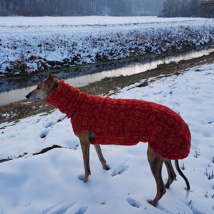 Hundejacken & pullis designed by Kathi corcanis Nähen für Tiere in Not
