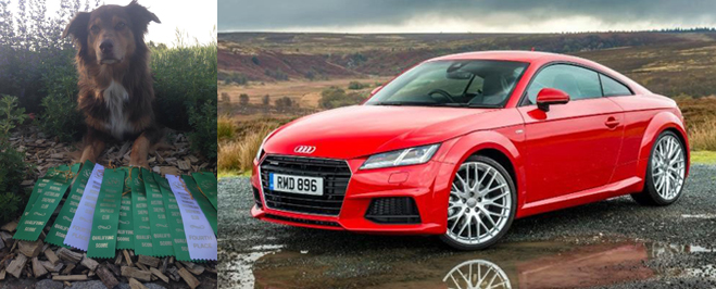 Chilli der Audi TT